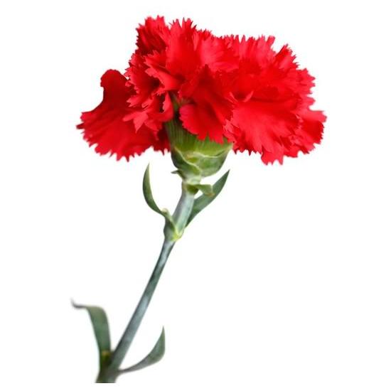 Tecido Cravo Vermelho