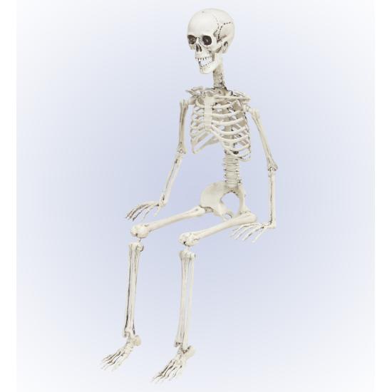 Esqueleto Posicionável 90 cm