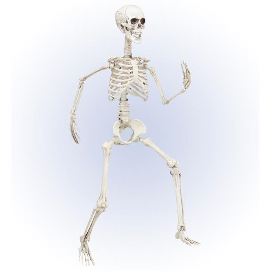 Esqueleto Posicionável 90 cm