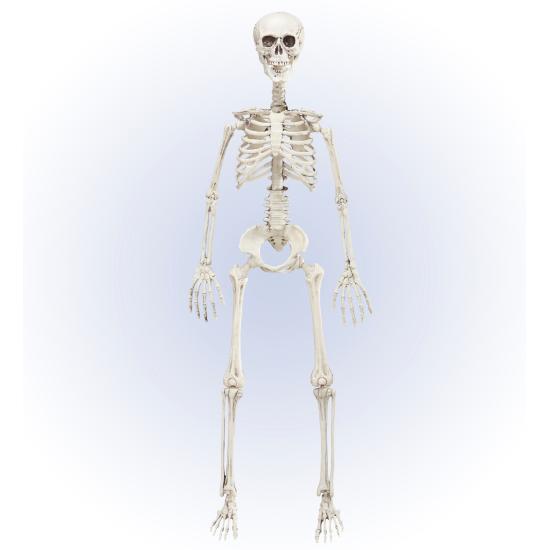 Esqueleto Posicionável 90 cm